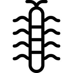 Centipede