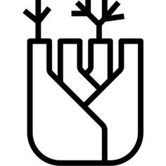 Fennel
