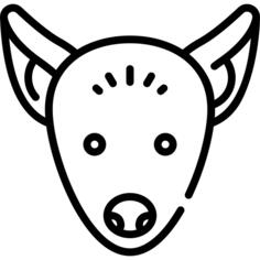 Xoloitzcuintle