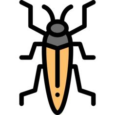 Insect
