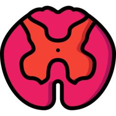Spinal cord