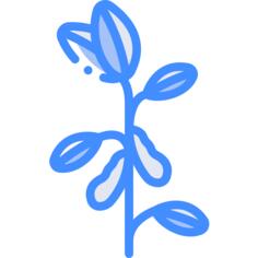 黄豆