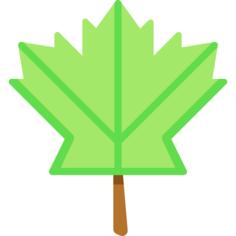 枫叶