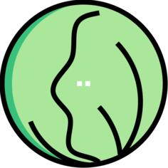 Cabbage