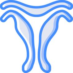 子宫