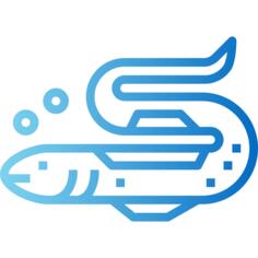 鳗鱼