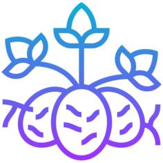 种子