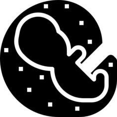 Embryo
