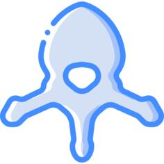 Vertebra