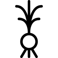 葱