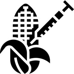 Corn