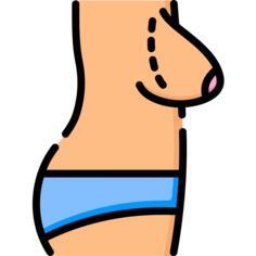 Anatomy