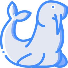 Walrus