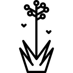 Hyacinth