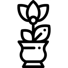 Tulip