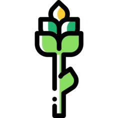 Asparagus