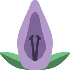 Acanthaceae