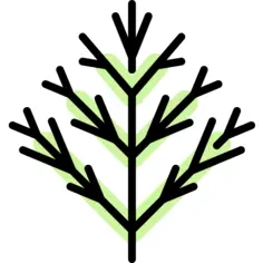 Dill