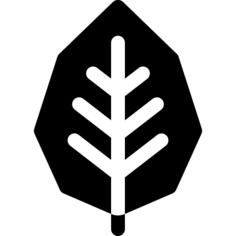 Alder