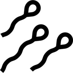Spermatozoon