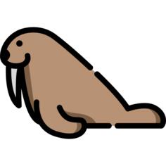 Walrus