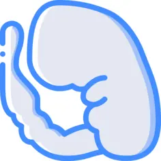Embryo