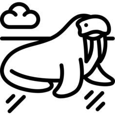 Walrus