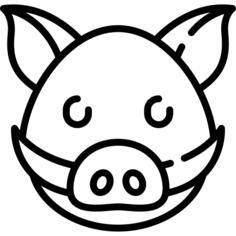 Boar