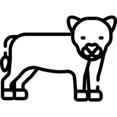 Cheetah