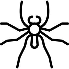 Spider