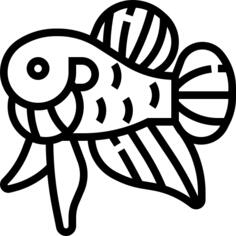 Carp