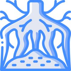 Root
