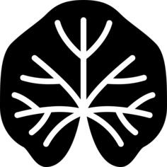 锦葵