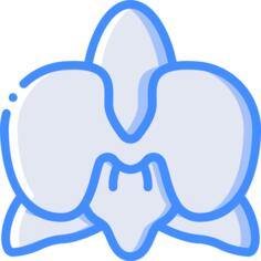 兰科