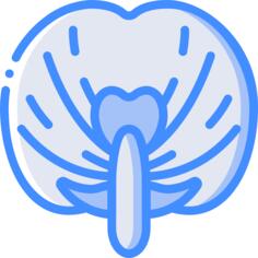 头