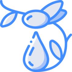 橄榄