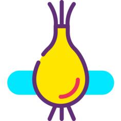 Onion