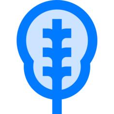 菠菜