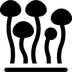 Enokitake