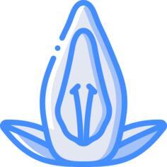 爵床科