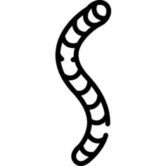 Worm