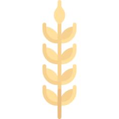 Wheat