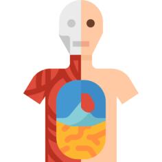 Anatomy
