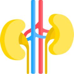 Kidney