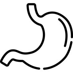Stomach