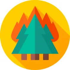 Forest fire