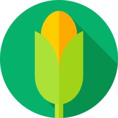 Corn