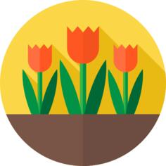 Tulips