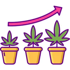 Marijuana