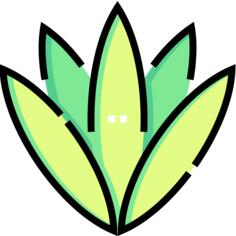 Agave